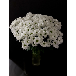 Хризантема ромашка белая 25 шт