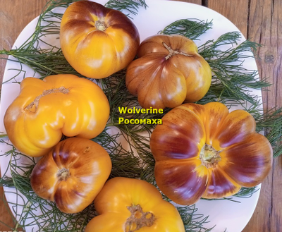 Томат Росомаха (Wolverine)
