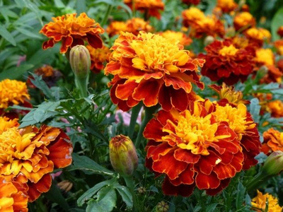 "Бархатцы" силиконовые молды и вайнеры