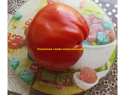 Томат Минусинская огромная слива