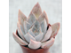 Echeveria Silver Queen