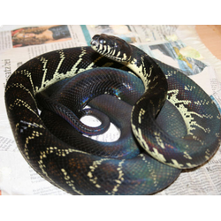 Черный питон, или питон Белена (Morelia boeleni)