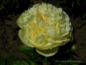 Пион Lemon Chiffon (Лемон Шифон)