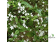 Psilanthus bengalensis / Псилантус Бенгальский