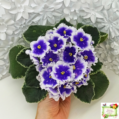 МТ-Магический Фонарик (М. Тотиева) 2023 г.