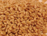 Пшеница 3 класс Wheat 3 grade