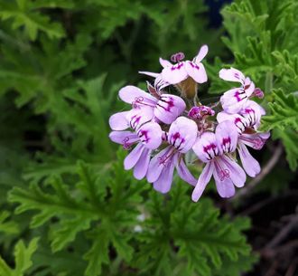 Герань розовая (Pelargonium graveolens) Россия, 5 мл - 100% натуральное эфирное масло