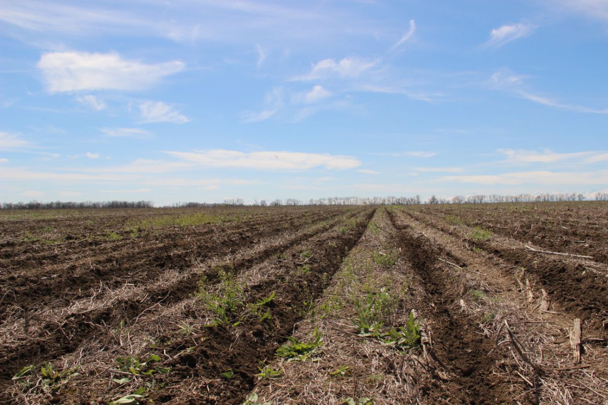  С 2012 года в компании работают по технологии NO-till и на площади 2,5 тыс.га в Кабардино-Балкарии 