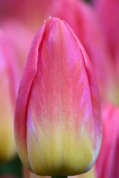 Тюльпан Том Пус (Tom Pouce) (в упаковке 10 шт. одного сорта)