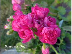 Пеларгония Dynasty Daji