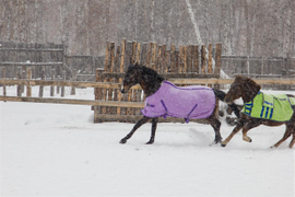 Конный клуб "Добрая лошадка"