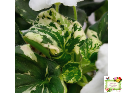 LV-Девятый Вал (Л. Шевелева) 2024 г. трейлер (2 листа с детками укор. в 1 стак.)