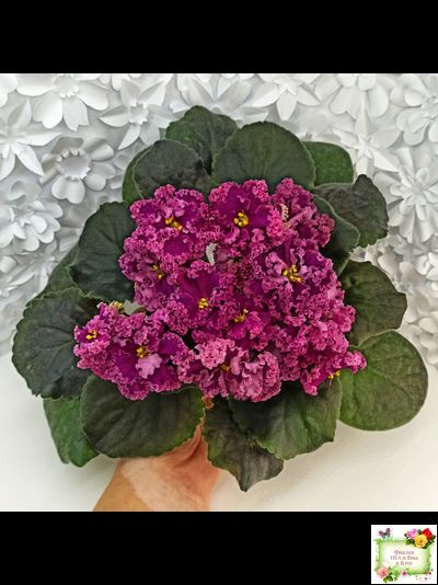 ЛФ-Дарья (Л.Федосеева) 2017 г. (пасынок укоренённый)