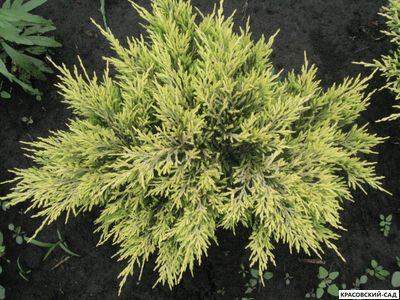 Можжевельник горизонтальный Лаймглоу - Lime Glow