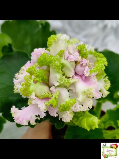 ЛЕ-Денди (Е. Лебецкая) 2011 г. (сортовой стартер)