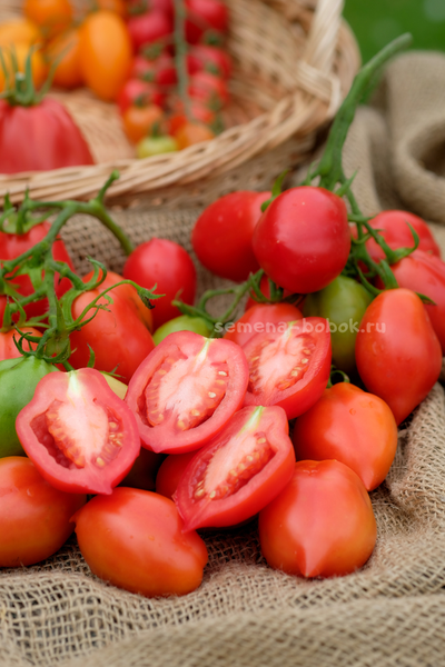 Томат Новинка Приднестровья, 10 шт