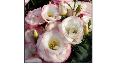 Набор вайнеров и каттеров "Эустома "