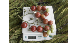 икра черная