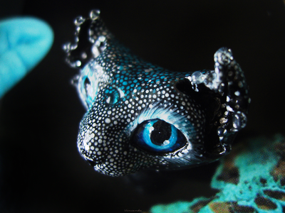 "Подлунный барсокосм", брошь с космическим котом