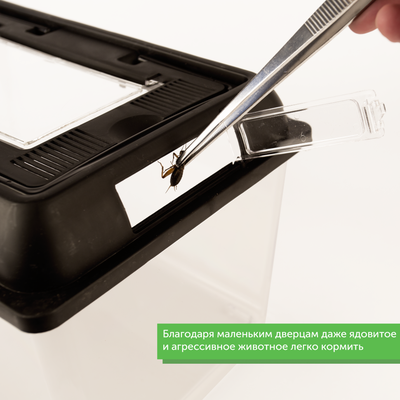 Фаунариум 205х205х170 мм (для пауков, скорпионов и маленьких змей)