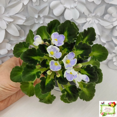 Vi-Лесная Нимфа (И.Виблая) 2021 г. (гёрл-листья)