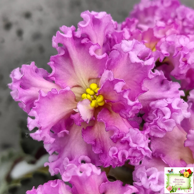 РМ-Янтарная Луна (спорт от РМ-Богиня Солнца) 2020-2021 г.