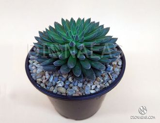 Sinocrassula Yunnanensis