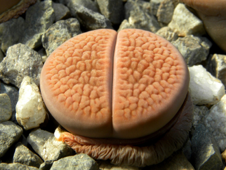 Lithops hookeri (vermiculate form) C335 (Чехия)