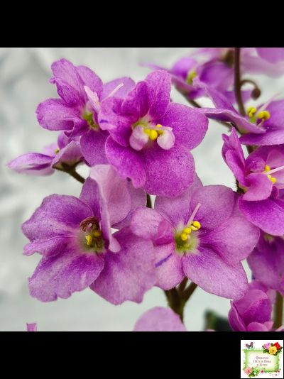 LV-Ланселот (Л. Шевелева) 2025 г. (клакамасный гёрл с кроновой пестролистностью)