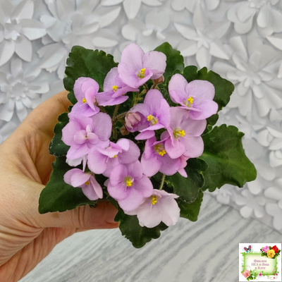 Morgan's Ivy League (C.Eros) (пестролистный гёрл)