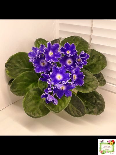 DS-Сияющий Колокольчик (Dimetris) 2014 г. (лист посажен 27.10.25)