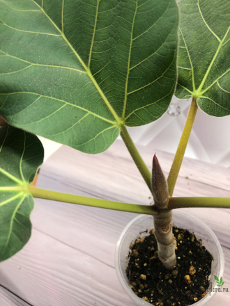 Ficus Vasta / фикус Васта