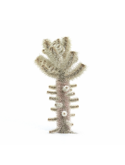 кактусы Опунция Биджелоу-01