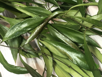 Hoya sp. PNG 443 epc 719