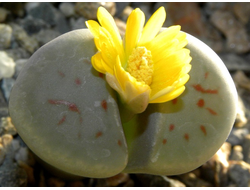 Lithops schwantesii v.marthae C148 - 10 семян