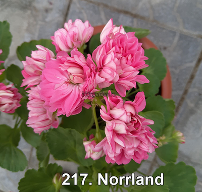 Пеларгония Norrland