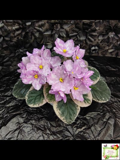 Rivermist Beguiling (J. Baker) (стартер)