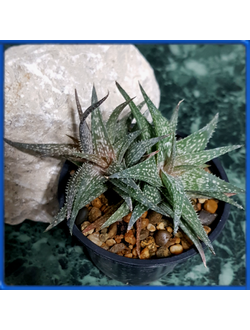 Aloe descoingsii x rauhii