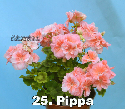 Пеларгония Pippa