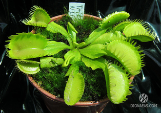 Dionaea muscipula Triton