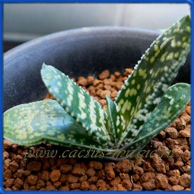 Gasteria disticha McGregor Jct, Robertson