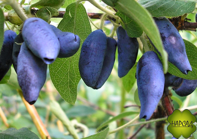 Жимолость "Фиалка" (не осыпается, ягода крупная). Саженец 3 года, дает ягоды