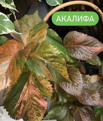 Acalypha wilkesiana ‘tricolor’ / акалифа триколор