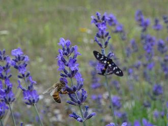 Лаванда горная (Lavandula angustifolia), Крым (30 мл) - 100% натуральное эфирное масло