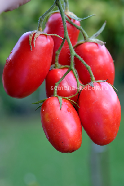 Томат Пальчики Мальвины, 10 шт