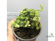 Премна вариегатная / Premna serratifolia variegated