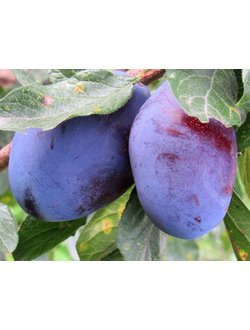 Слива  Голубка