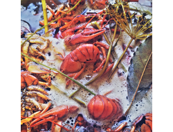 раки вареные в туле