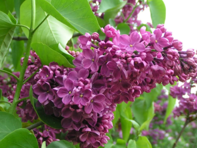 Сирень обыкновенная День Победы