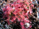 Drosera "Pygmaea"